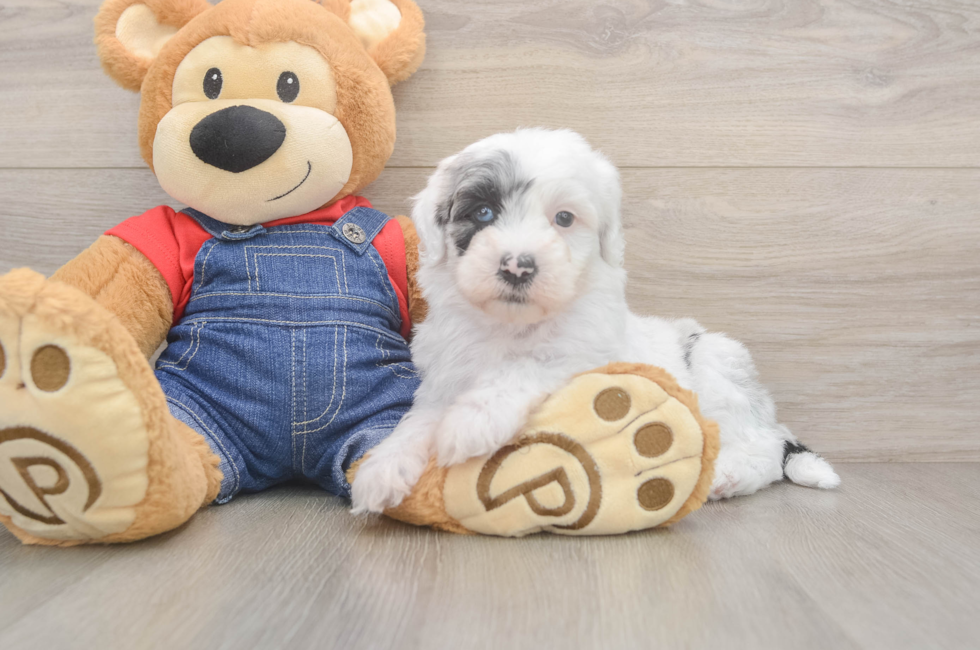 6 week old Mini Sheepadoodle Puppy For Sale - Puppy Love PR