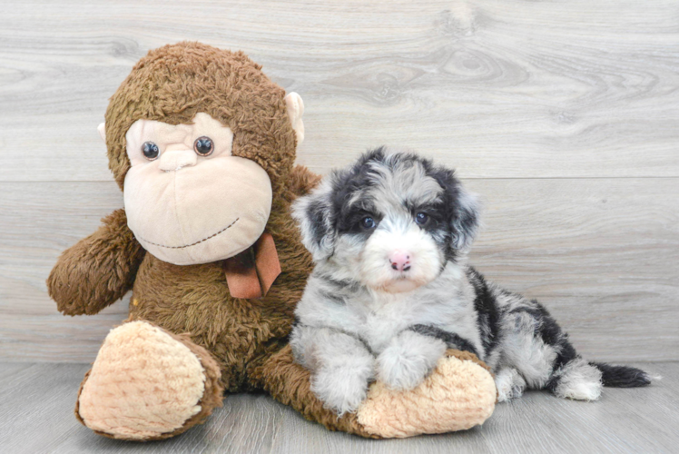 Meet Mykonos - our Mini Sheepadoodle Puppy Photo 1/3 - Puppy Love PR Cute Mini Sheepadoodle Baby