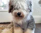 Mini Sheepadoodle Puppies For Sale Puppy Love PR