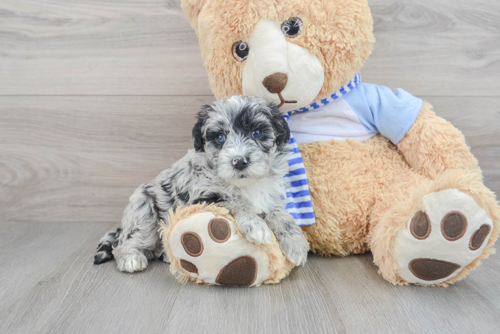 Best Mini Sheepadoodle Baby