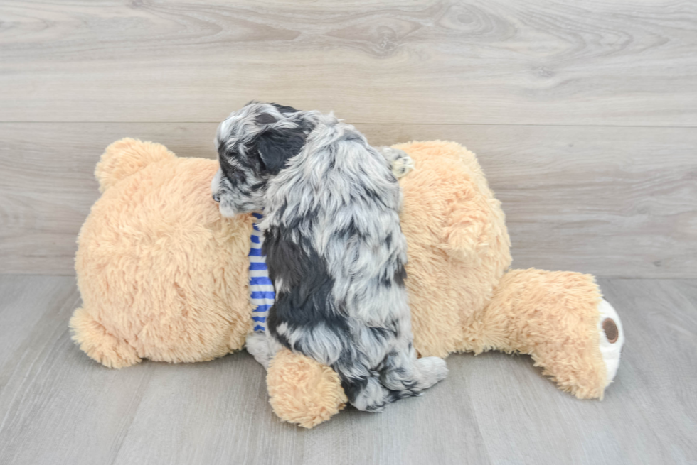 Mini Sheepadoodle Pup Being Cute