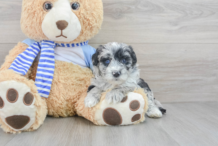Popular Mini Sheepadoodle Poodle Mix Pup