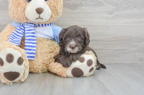 Mini Sheepadoodle Puppy for Adoption