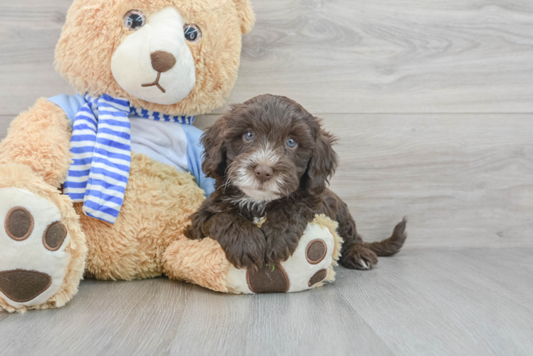 Mini Sheepadoodle Puppy for Adoption