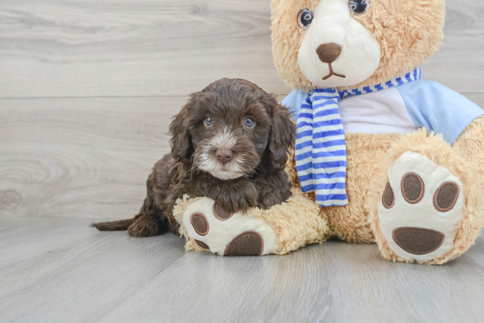 Adorable Sheep Dog Poodle Mix Puppy