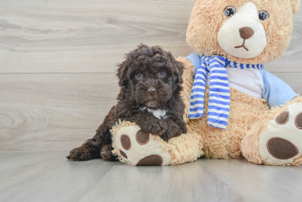 Mini Sheepadoodle Pup Being Cute