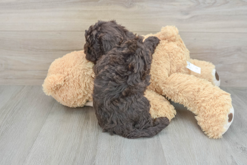 Best Mini Sheepadoodle Baby
