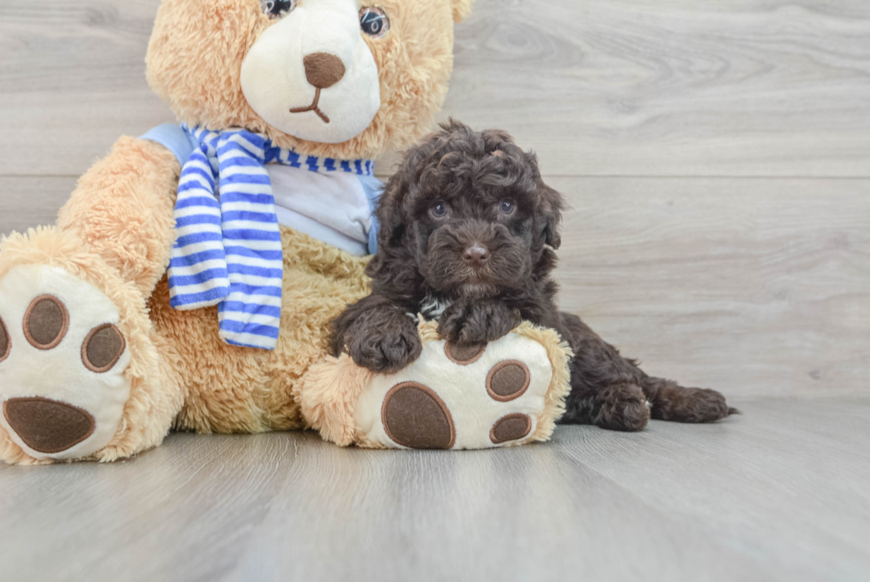 Cute Mini Sheepadoodle Baby
