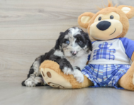 8 week old Mini Sheepadoodle Puppy For Sale - Puppy Love PR