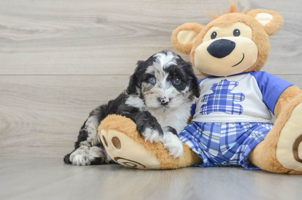6 week old Mini Sheepadoodle Puppy For Sale - Puppy Love PR