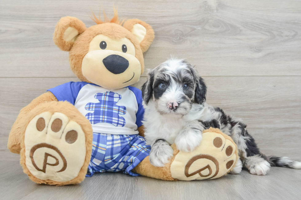 6 week old Mini Sheepadoodle Puppy For Sale - Puppy Love PR
