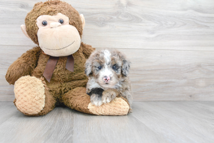 Cute Mini Sheepadoodle Baby