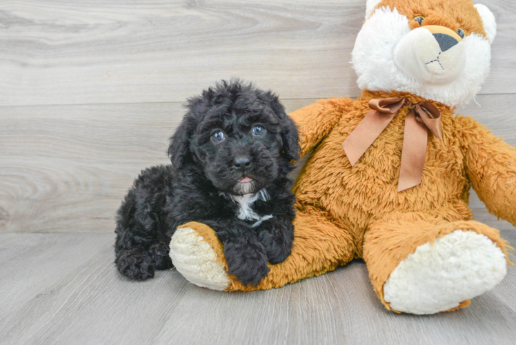 Energetic Sheep Dog Poodle Mix Puppy