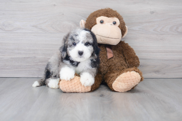 Small Mini Sheepadoodle Baby