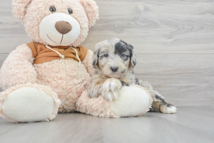 Meet Rango - our Mini Sheepadoodle Puppy Photo 1/3 - Puppy Love PR Best Mini Sheepadoodle Baby