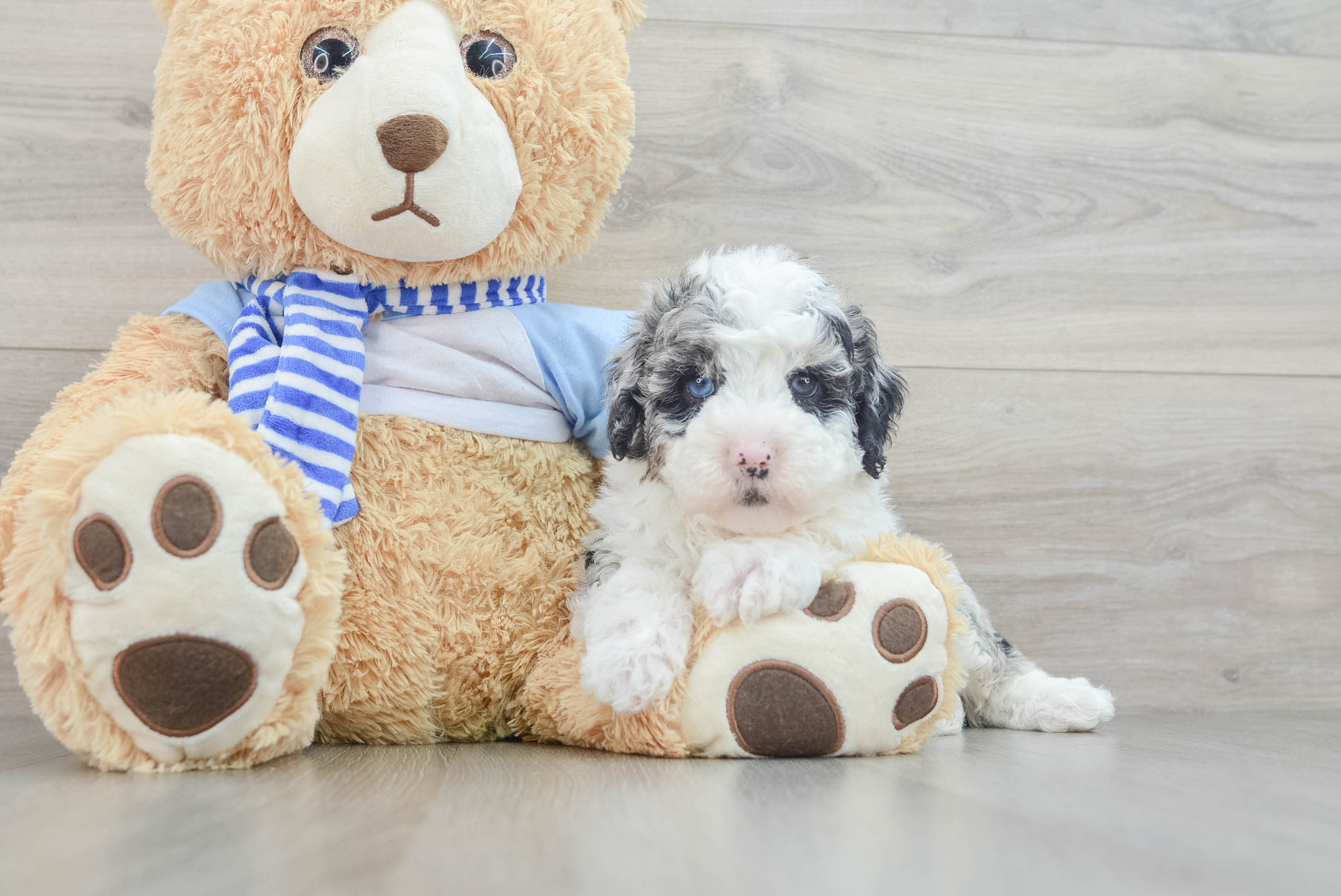 Mini Sheepadoodle Puppy for Adoption