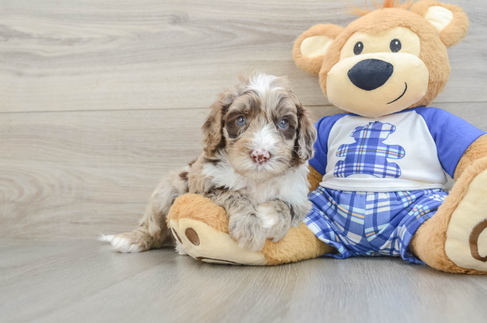 6 week old Mini Sheepadoodle Puppy For Sale - Puppy Love PR