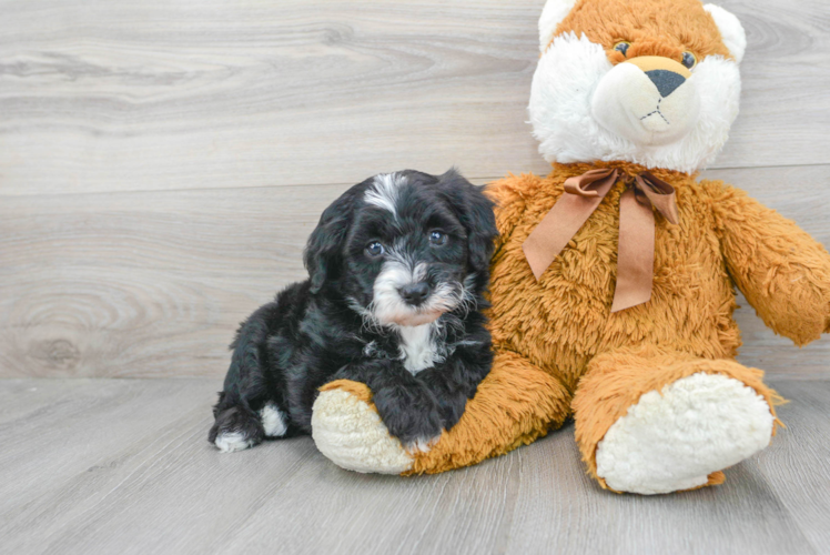 Mini Sheepadoodle Pup Being Cute