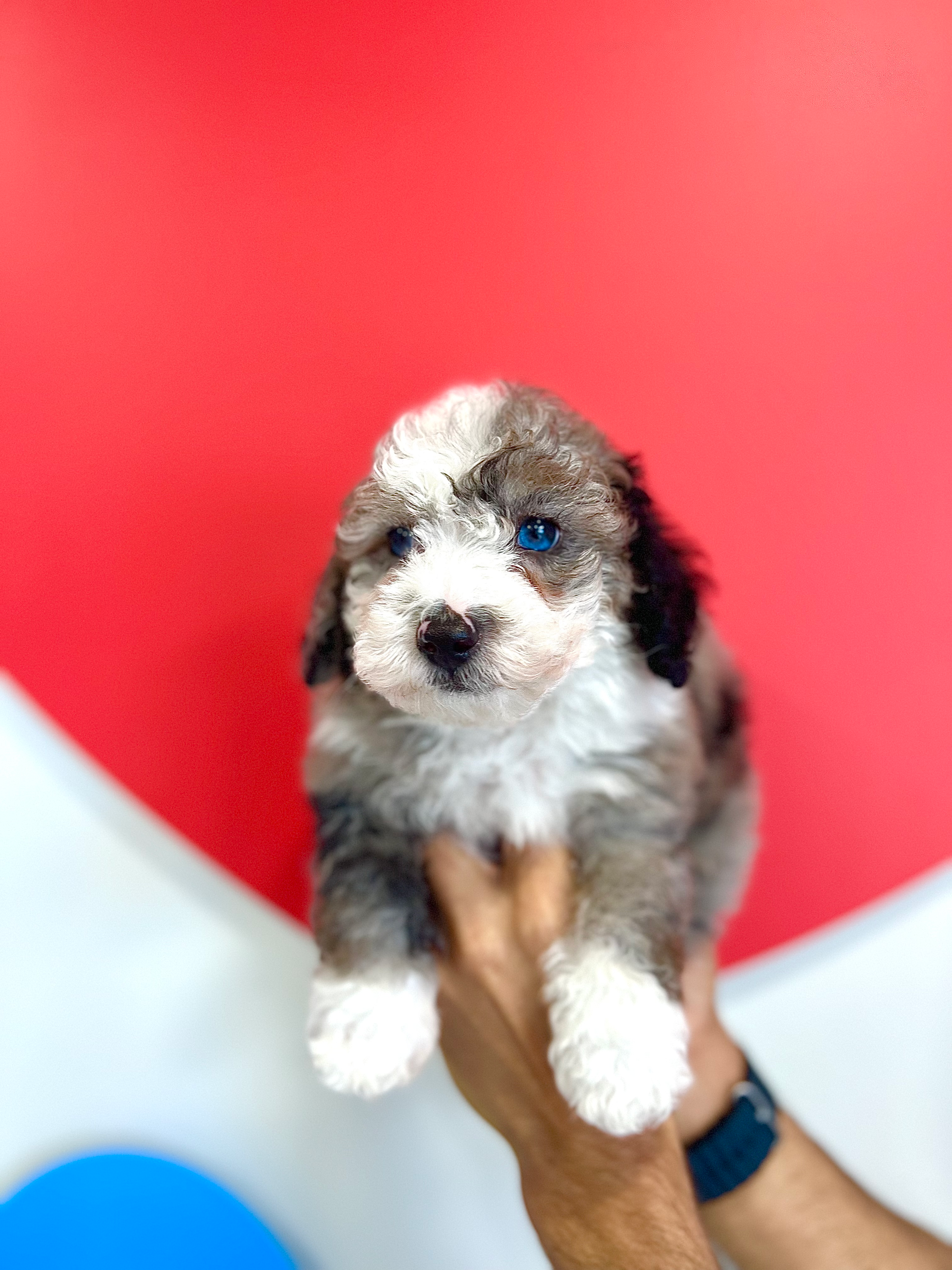 Best Mini Sheepadoodle Baby