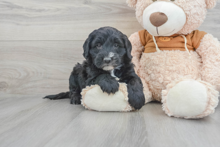 Meet Regan - our Mini Sheepadoodle Puppy Photo 1/3 - Puppy Love PR Fluffy Mini Sheepadoodle Poodle Mix Pup