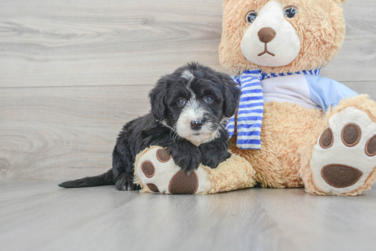Meet Regatta - our Mini Sheepadoodle Puppy Photo 1/3 - Puppy Love PR Mini Sheepadoodle Puppy for Adoption