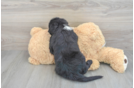 Fluffy Mini Sheepadoodle Poodle Mix Pup
