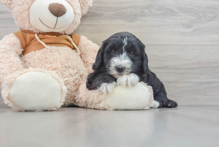 Meet Regatta - our Mini Sheepadoodle Puppy Photo 1/3 - Puppy Love PR Best Mini Sheepadoodle Baby