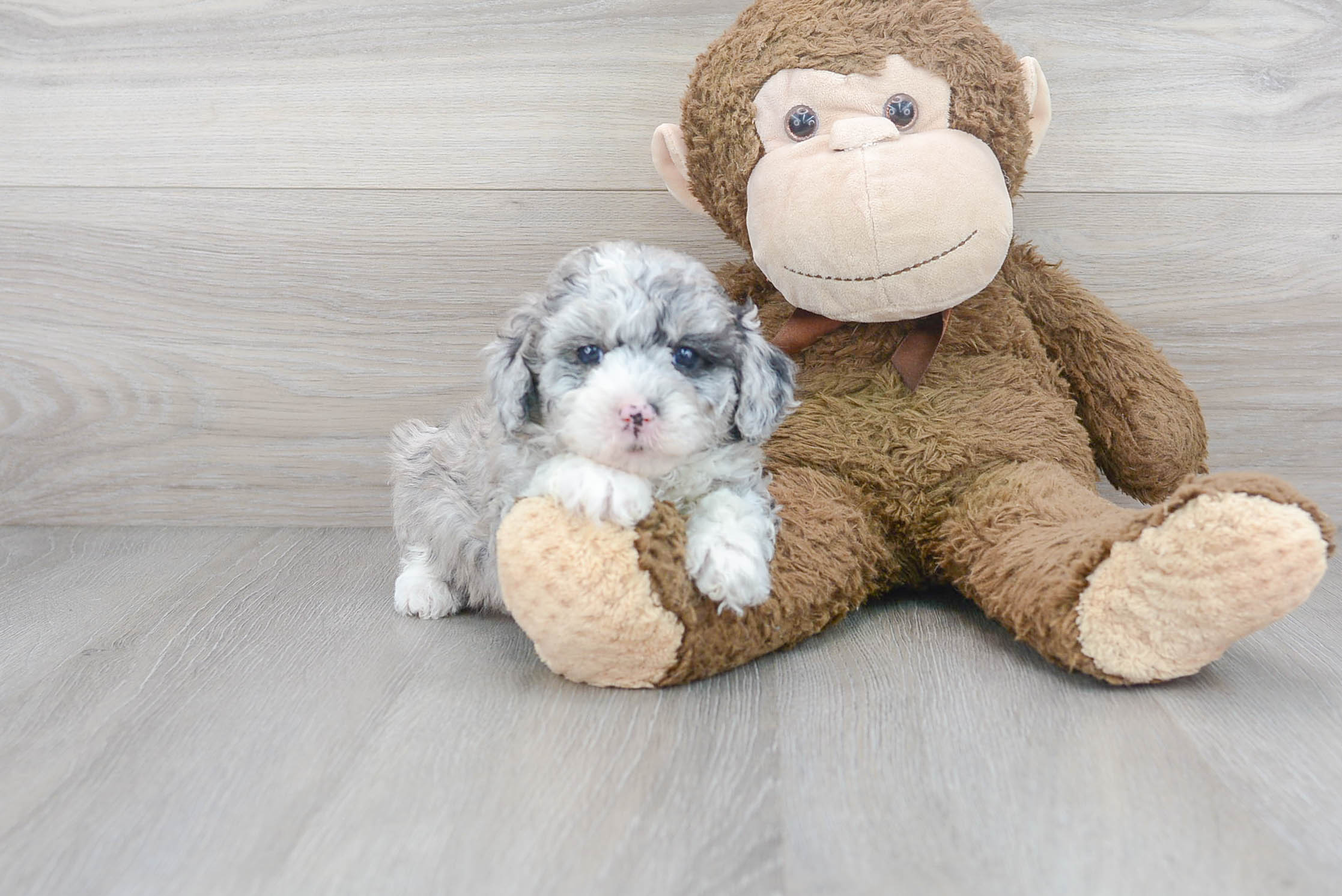 Cute Mini Sheepadoodle Baby