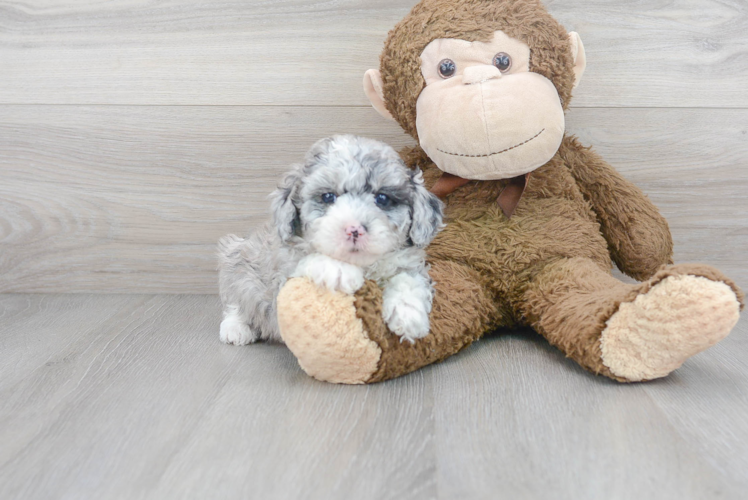 Cute Mini Sheepadoodle Baby