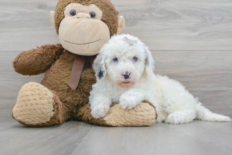 Small Mini Sheepadoodle Baby