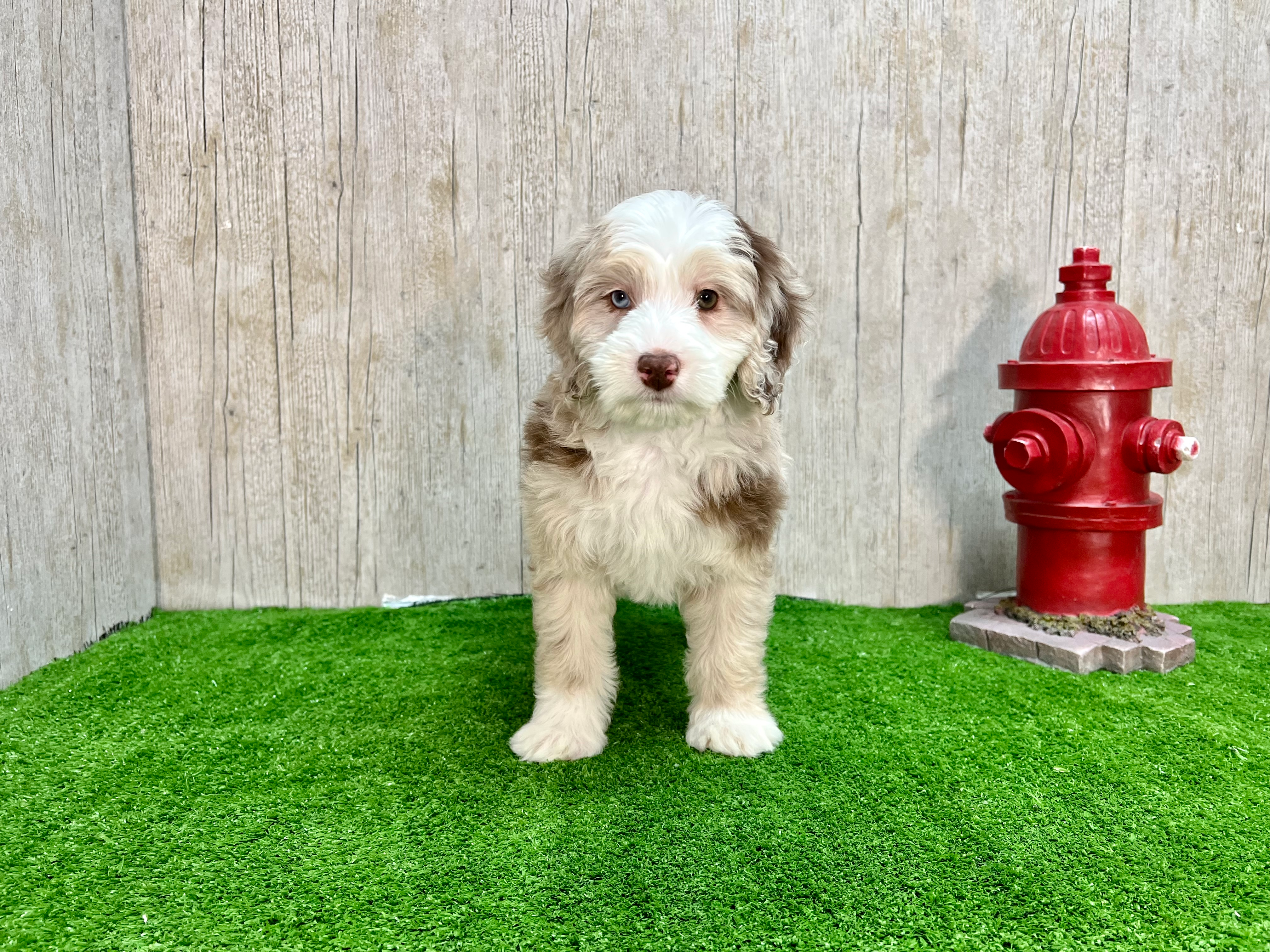 Mini Sheepadoodle Pup Being Cute