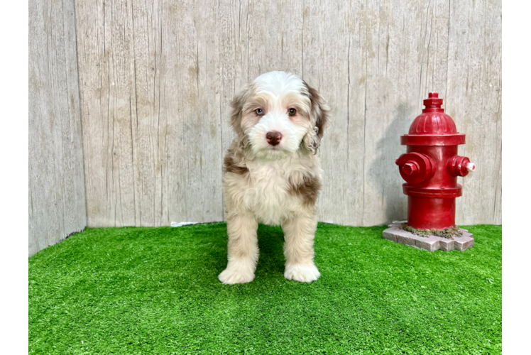 Mini Sheepadoodle Pup Being Cute