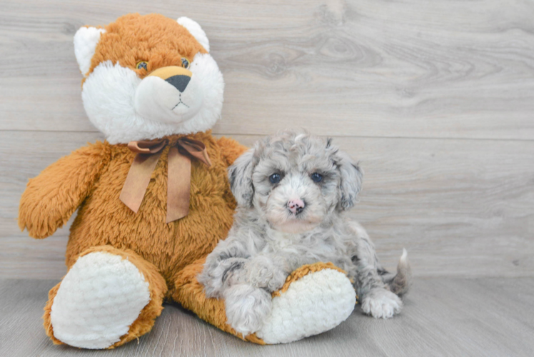 Meet Regatta - our Mini Sheepadoodle Puppy Photo 1/3 - Puppy Love PR Sweet Mini Sheepadoodle Baby