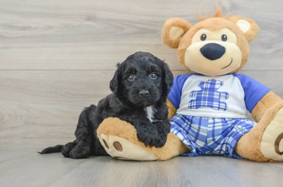 6 week old Mini Sheepadoodle Puppy For Sale - Puppy Love PR