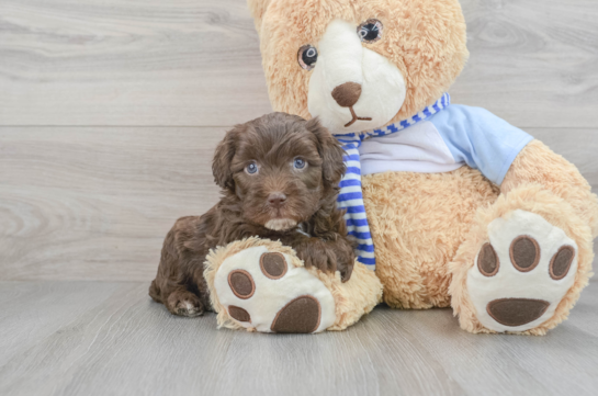 Playful Sheep Dog Poodle Mix Puppy