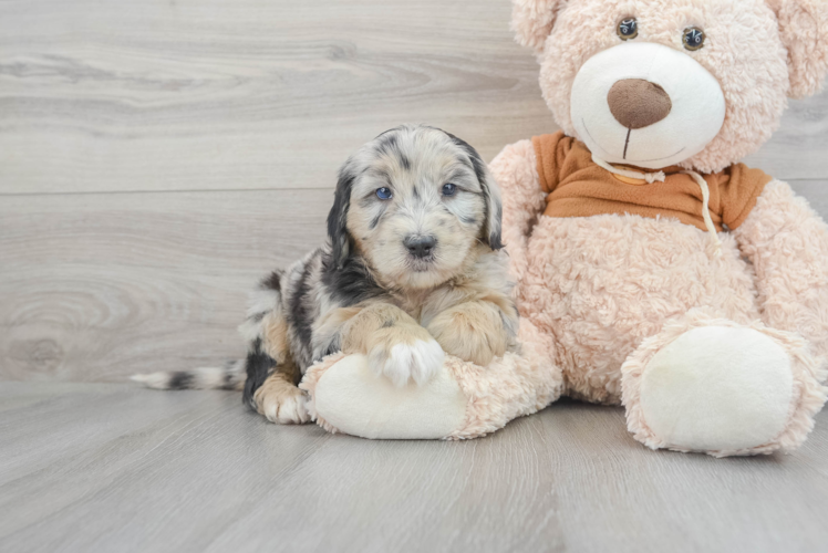 Meet Rhett - our Mini Sheepadoodle Puppy Photo 1/3 - Puppy Love PR Mini Sheepadoodle Pup Being Cute