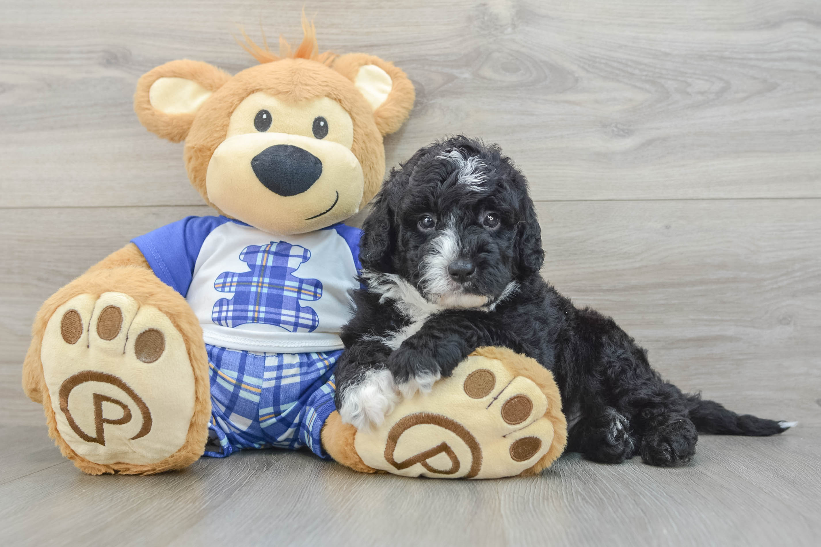 Mini Sheepadoodle Pup Being Cute