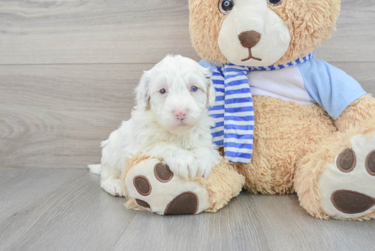 Smart Mini Sheepadoodle Poodle Mix Pup