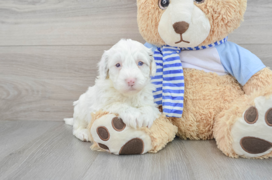 Smart Mini Sheepadoodle Poodle Mix Pup