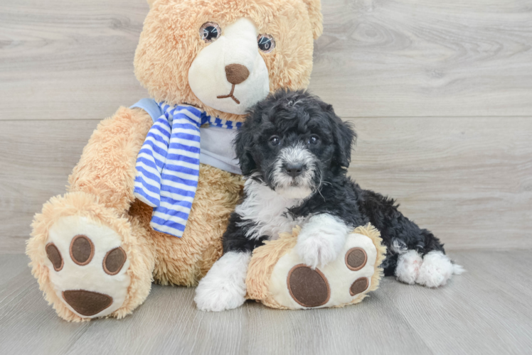 Fluffy Mini Sheepadoodle Poodle Mix Pup