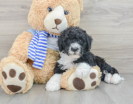 8 week old Mini Sheepadoodle Puppy For Sale - Puppy Love PR