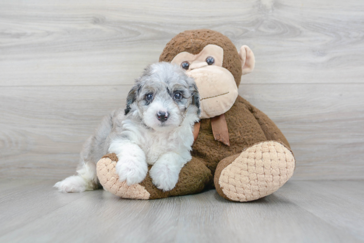 Meet Riva - our Mini Sheepadoodle Puppy Photo 1/3 - Puppy Love PR Best Mini Sheepadoodle Baby