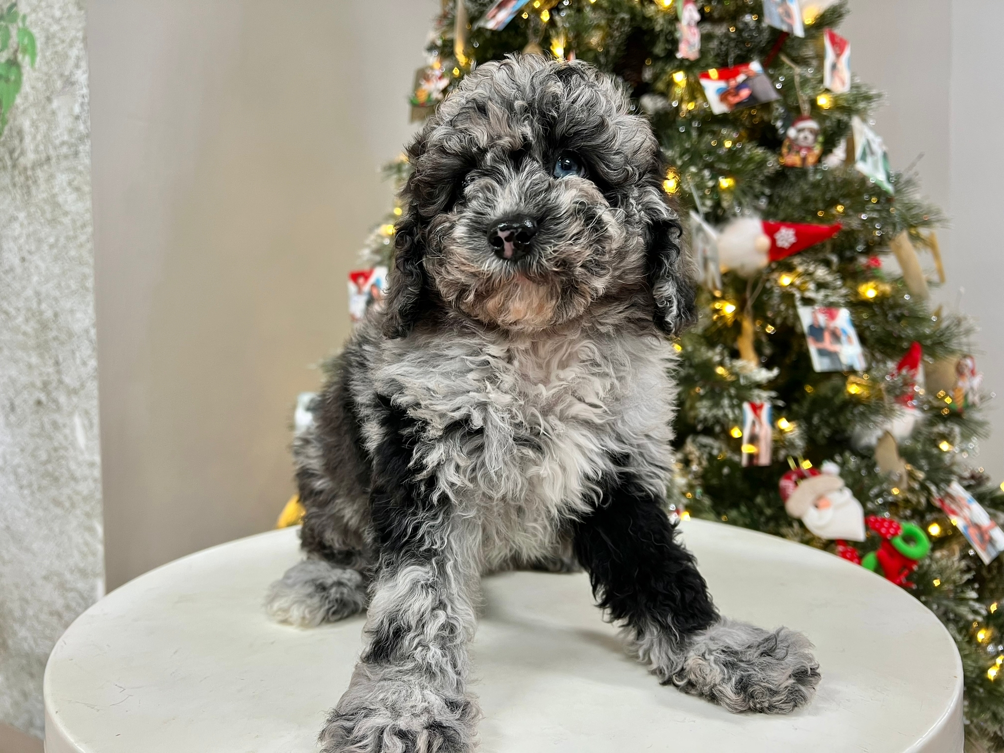 Mini Sheepadoodle Pup Being Cute