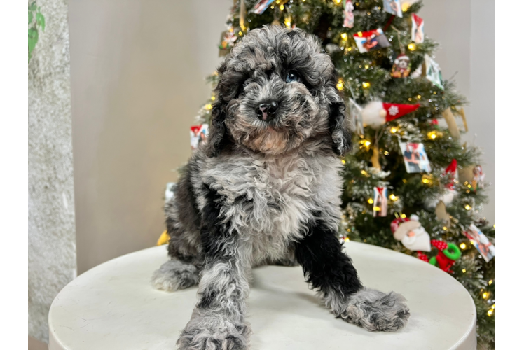 Mini Sheepadoodle Pup Being Cute