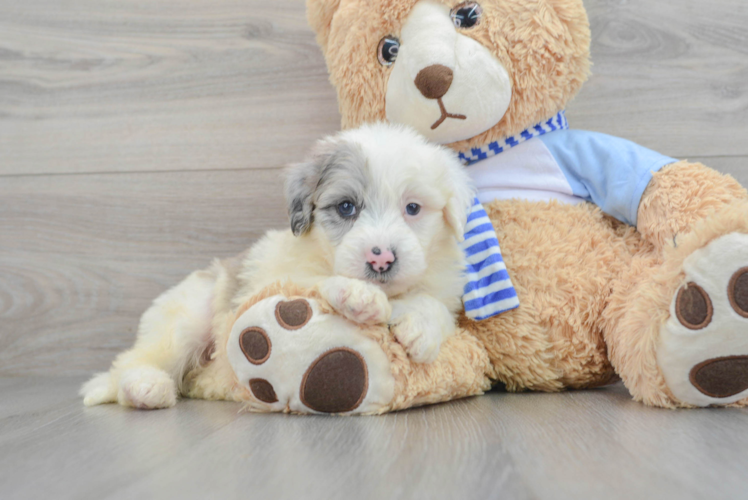 Meet Rivian - our Mini Sheepadoodle Puppy Photo 1/3 - Puppy Love PR Playful Sheep Dog Poodle Mix Puppy