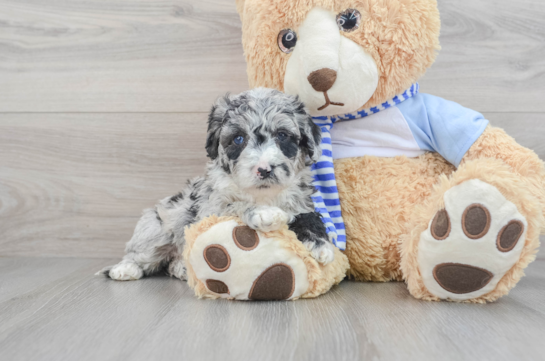 Best Mini Sheepadoodle Baby