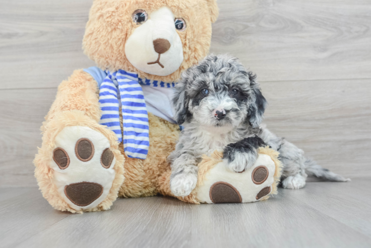 Funny Mini Sheepadoodle Poodle Mix Pup