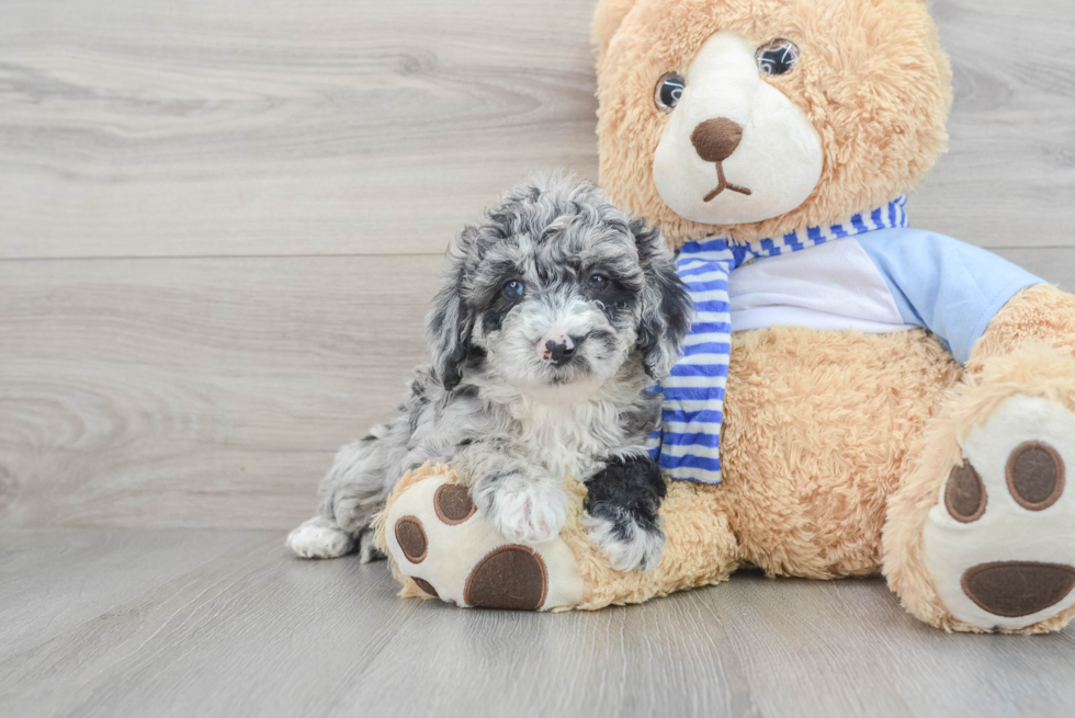 Friendly Mini Sheepadoodle Baby