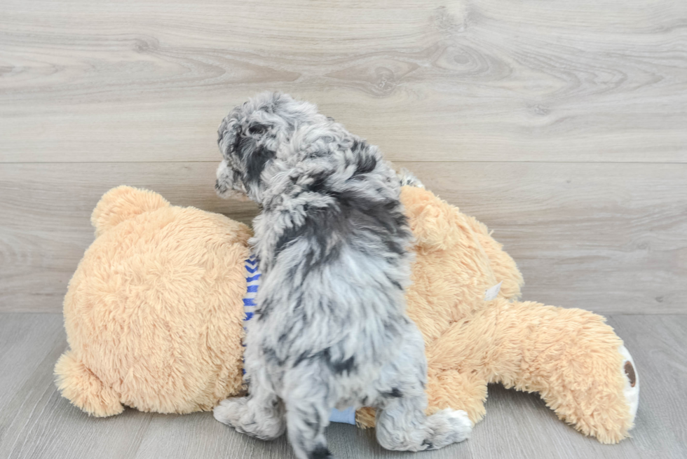 Hypoallergenic Sheep Dog Poodle Mix Puppy