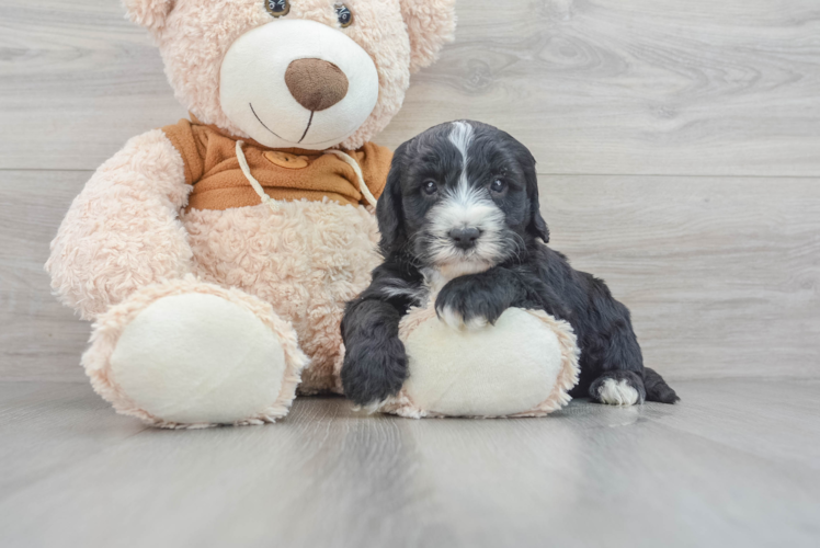 Meet Rogie - our Mini Sheepadoodle Puppy Photo 1/3 - Puppy Love PR Best Mini Sheepadoodle Baby